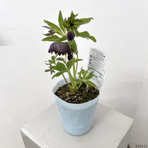 松村ナーセリーさんのクリスマスローズ：26-85ダブル　フルーツドロップス／4号ロングポット【現品販売】