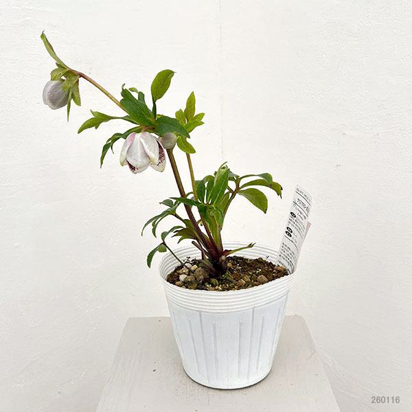 松村ナーセリーさんのクリスマスローズ:26-86シングル ホワイトブロッチ/5号ポット【現品販売】