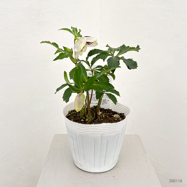 松村ナーセリーさんのクリスマスローズ：26-87シングル　ホワイトブロッチ／5号ポット【現品販売】