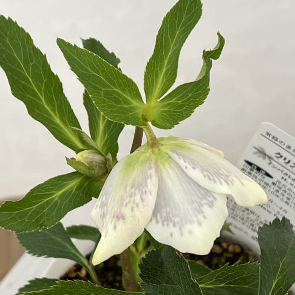 松村ナーセリーさんのクリスマスローズ：26-87シングル　ホワイトブロッチ／5号ポット【現品販売】