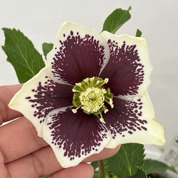 松村ナーセリーさんのクリスマスローズ：26-87シングル　ホワイトブロッチ／5号ポット【現品販売】