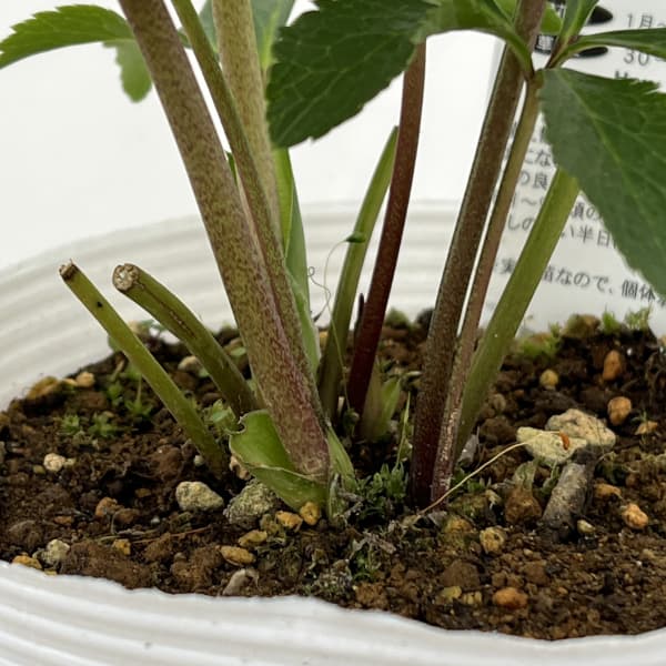 松村ナーセリーさんのクリスマスローズ：26-87シングル　ホワイトブロッチ／5号ポット【現品販売】