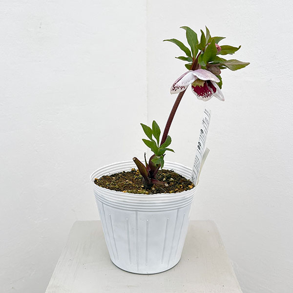 松村ナーセリーさんのクリスマスローズ：26-88シングル　ホワイトブロッチ／5号ポット【現品販売】