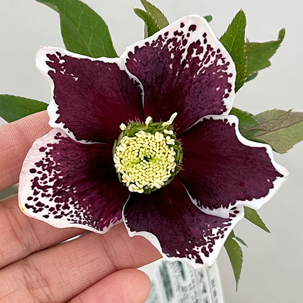 松村ナーセリーさんのクリスマスローズ：26-88シングル　ホワイトブロッチ／5号ポット【現品販売】