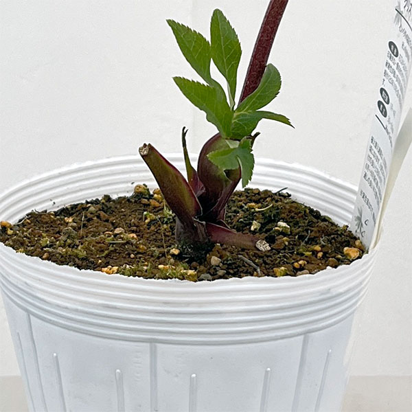 松村ナーセリーさんのクリスマスローズ：26-88シングル　ホワイトブロッチ／5号ポット【現品販売】