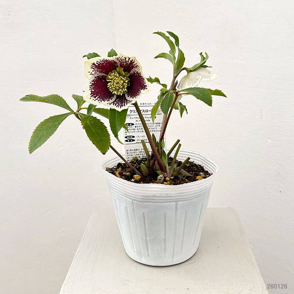 松村ナーセリーさんのクリスマスローズ：26-89シングル　ホワイトブロッチ／5号ポット【現品販売】