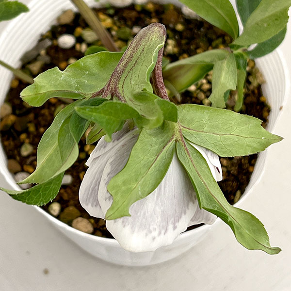 松村ナーセリーさんのクリスマスローズ：26-90シングル　ホワイトブロッチ／5号ポット【現品販売】