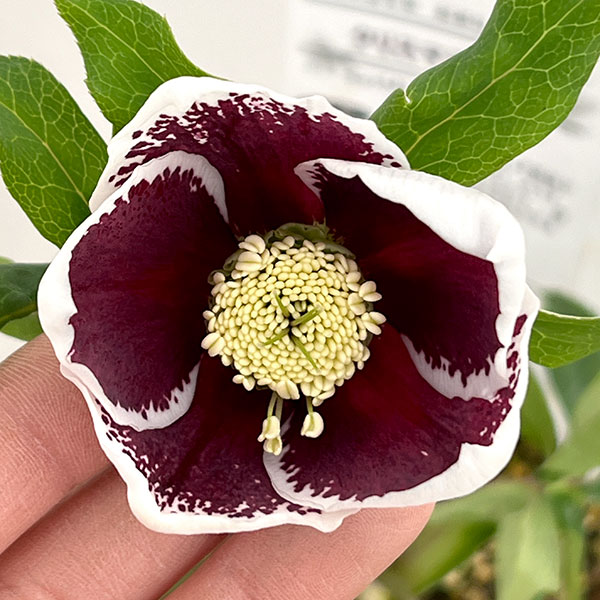 松村ナーセリーさんのクリスマスローズ：26-90シングル　ホワイトブロッチ／5号ポット【現品販売】