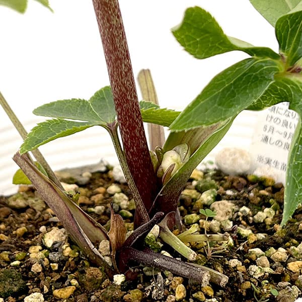 松村ナーセリーさんのクリスマスローズ：26-90シングル　ホワイトブロッチ／5号ポット【現品販売】