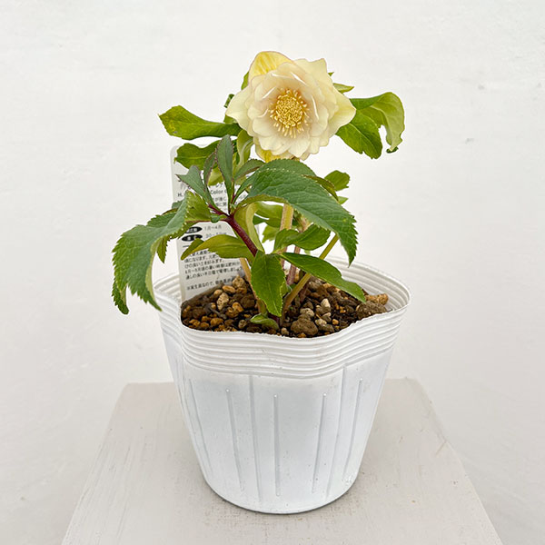 松村ナーセリーさんのクリスマスローズ：26-91／5号ポット【現品販売】