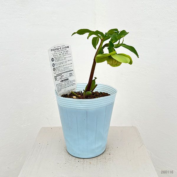 松村ナーセリーさんのクリスマスローズ:26-92/シングル グリーンスポット4号ロングポット【現品販売】