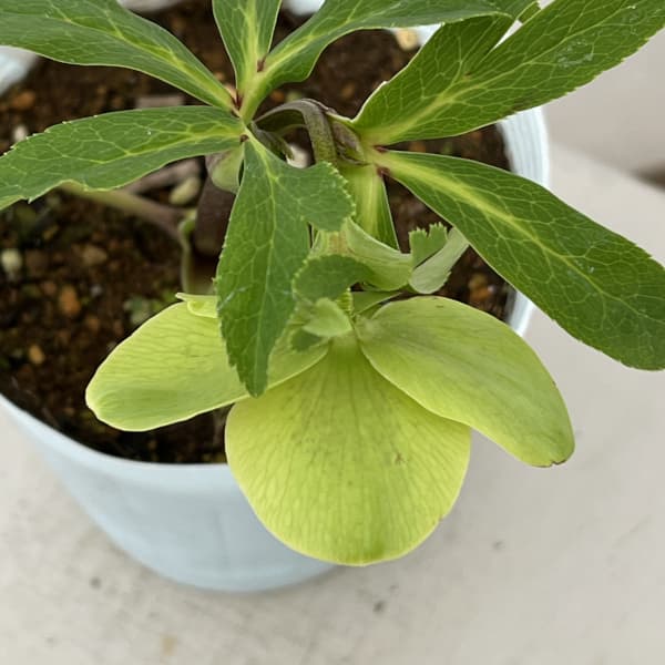 松村ナーセリーさんのクリスマスローズ：26-92/シングル　グリーンスポット４号ロングポット【現品販売】