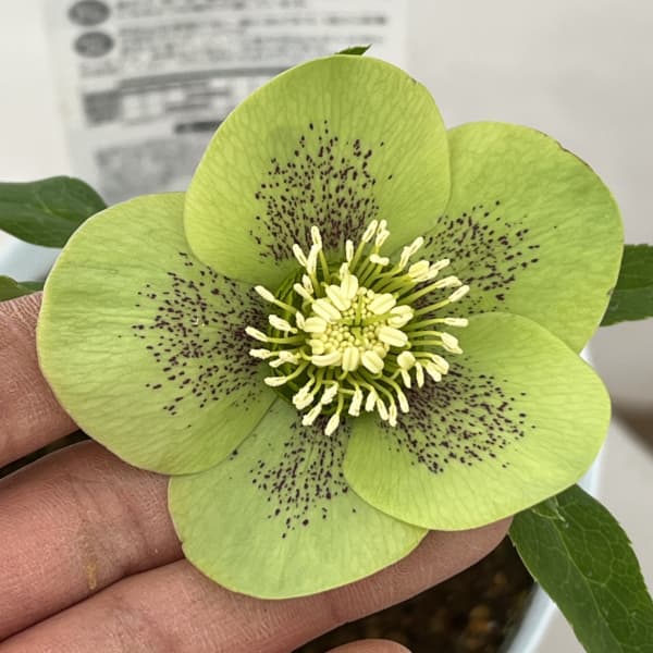 松村ナーセリーさんのクリスマスローズ：26-92/シングル　グリーンスポット４号ロングポット【現品販売】