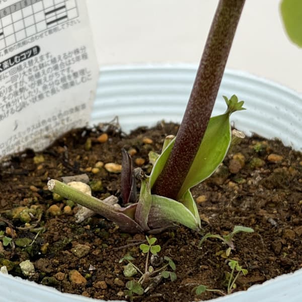 松村ナーセリーさんのクリスマスローズ：26-92/シングル　グリーンスポット４号ロングポット【現品販売】