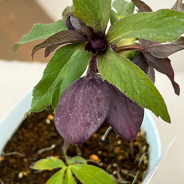 松村ナーセリーさんのクリスマスローズ：26-93シングル　ブラック/４号ロングポット【現品販売】