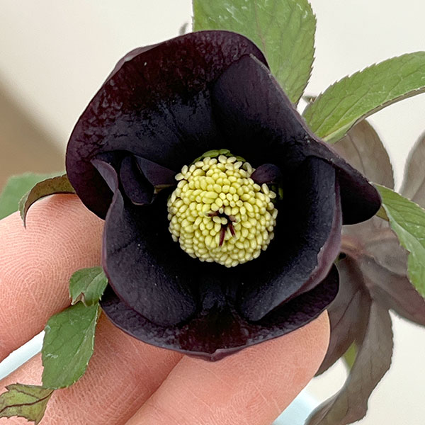 松村ナーセリーさんのクリスマスローズ：26-93シングル　ブラック/４号ロングポット【現品販売】