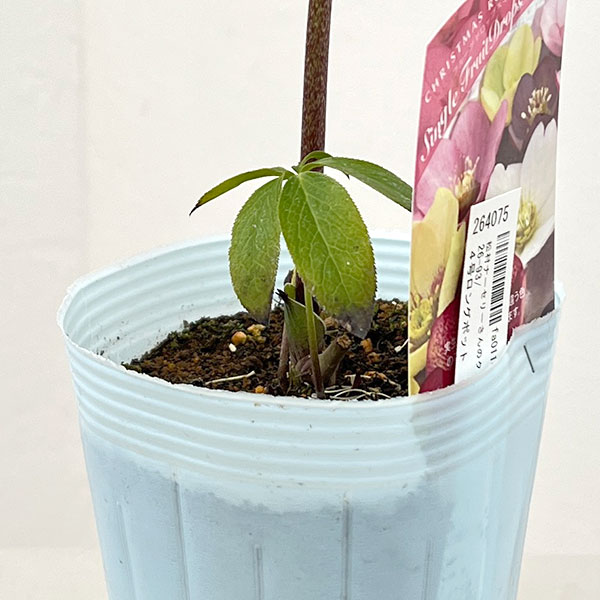 松村ナーセリーさんのクリスマスローズ：26-93シングル　ブラック/４号ロングポット【現品販売】