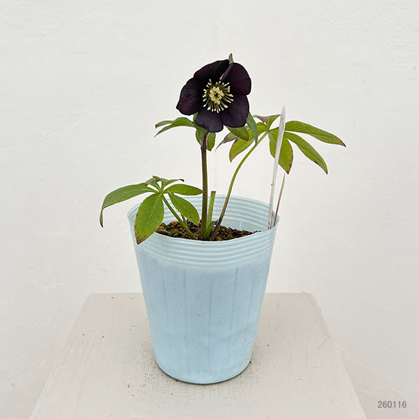 松村ナーセリーさんのクリスマスローズ:26-94シングル ブラック/4号ロングポット【現品販売】