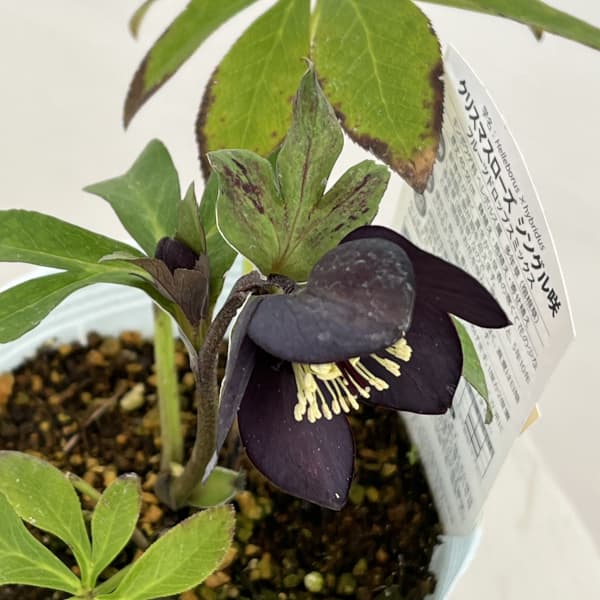 松村ナーセリーさんのクリスマスローズ：26-94シングル　ブラック/４号ロングポット【現品販売】