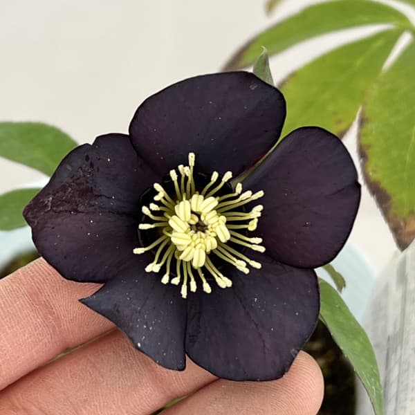 松村ナーセリーさんのクリスマスローズ：26-94シングル　ブラック/４号ロングポット【現品販売】