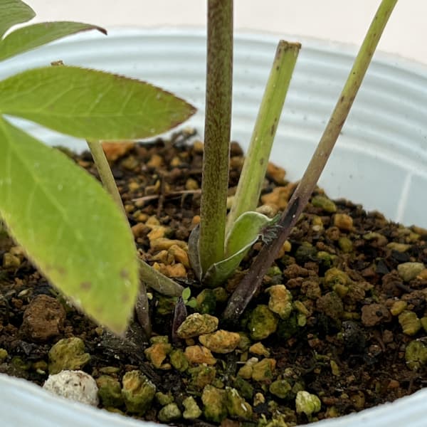 松村ナーセリーさんのクリスマスローズ：26-94シングル　ブラック/４号ロングポット【現品販売】