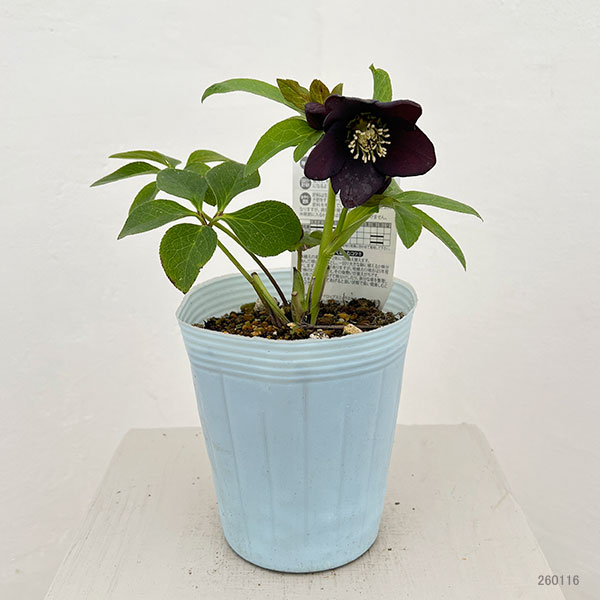 松村ナーセリーさんのクリスマスローズ:26-95シングル ブラック/4号ロングポット【現品販売】