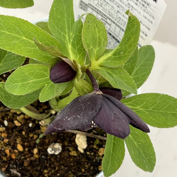 松村ナーセリーさんのクリスマスローズ：26-95シングル　ブラック/4号ロングポット【現品販売】