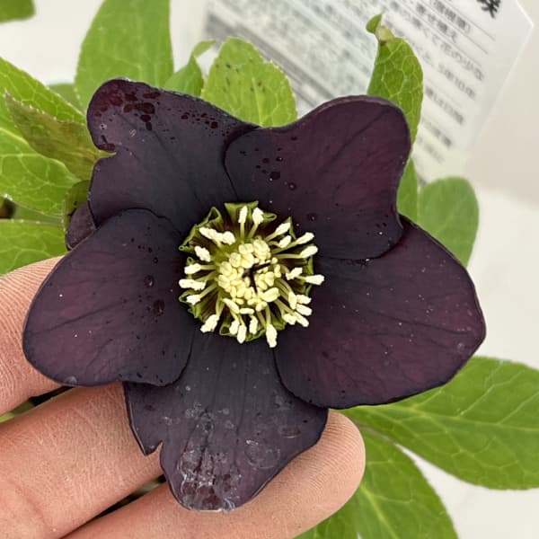 松村ナーセリーさんのクリスマスローズ：26-95シングル　ブラック/4号ロングポット【現品販売】