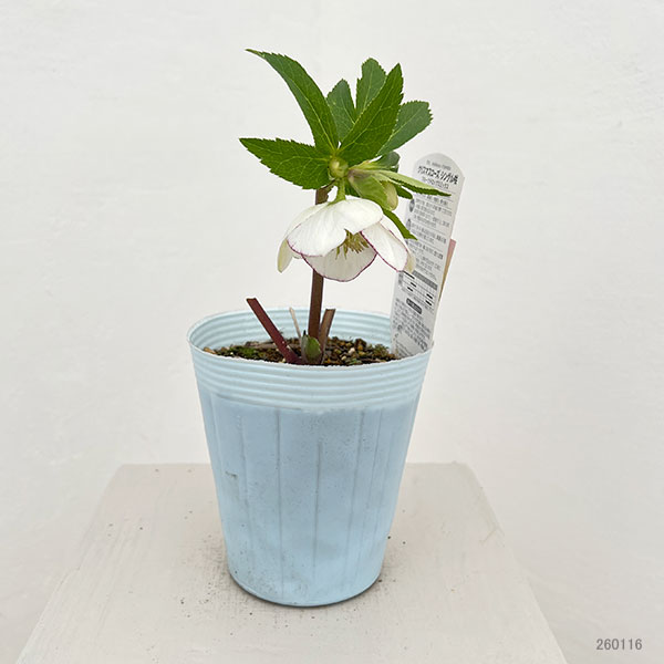 松村ナーセリーさんのクリスマスローズ：26-96シングル　ホワイトピコティ/４号ロングポット【現品販売】