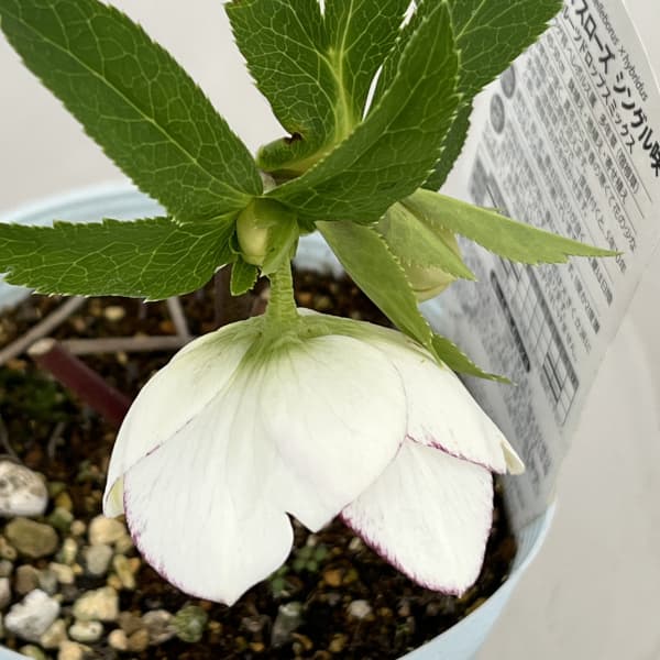 松村ナーセリーさんのクリスマスローズ：26-96シングル　ホワイトピコティ/４号ロングポット【現品販売】（咲き進み～開花終了株）