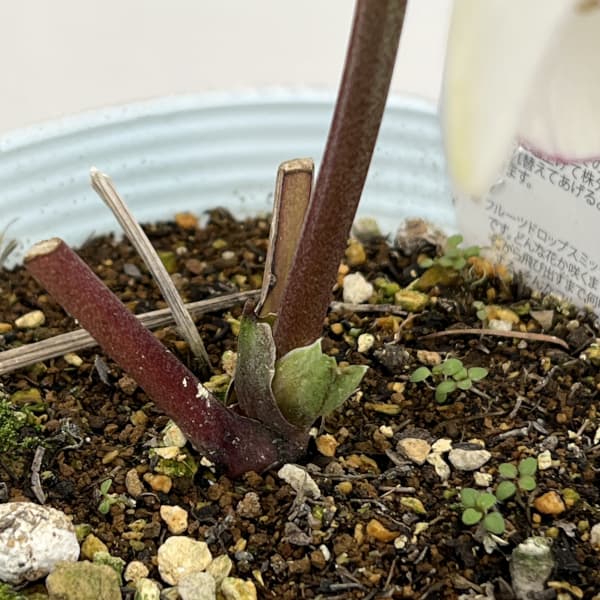 松村ナーセリーさんのクリスマスローズ：26-96シングル　ホワイトピコティ/４号ロングポット【現品販売】（咲き進み～開花終了株）