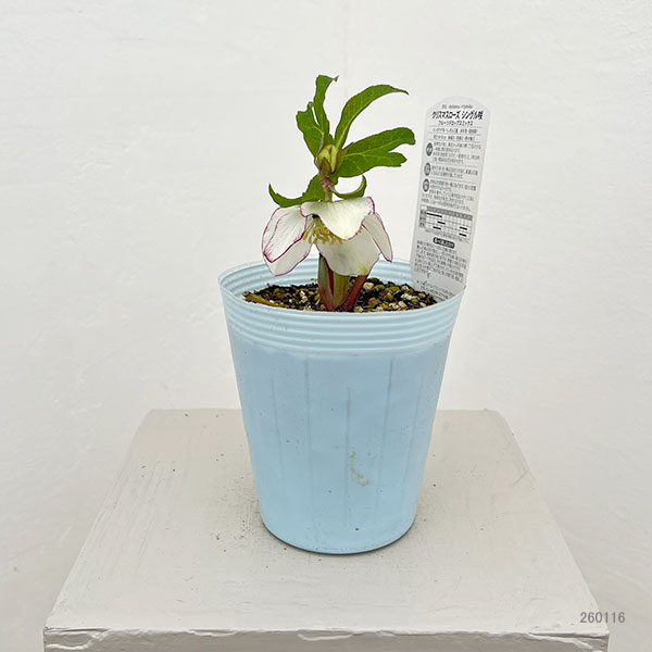 松村ナーセリーさんのクリスマスローズ:26-98シングル ホワイトピコティ/4号ロングポット【現品販売】