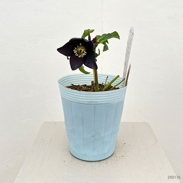 松村ナーセリーさんのクリスマスローズ:26-99シングル ブラック/4号ロングポット【現品販売】