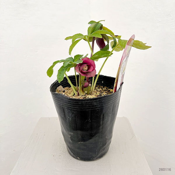 松村ナーセリーさんのクリスマスローズ:26-100シングル ローズ系/4.5号ロングポット【現品販売】