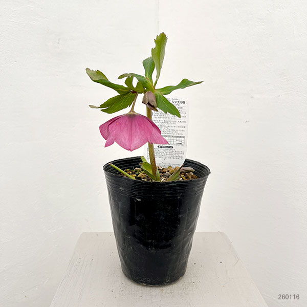 松村ナーセリーさんのクリスマスローズ:26-101シングル ピンク系/4.5号ロングポット【現品販売】
