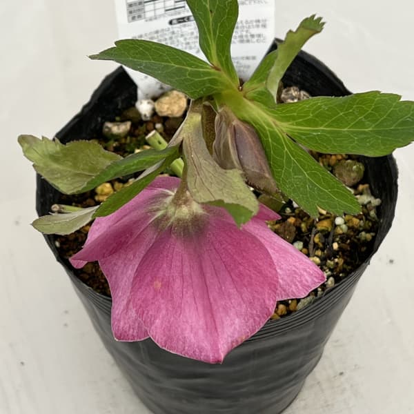 松村ナーセリーさんのクリスマスローズ：26-101シングル　ピンク系/4.5号ロングポット【現品販売】（咲き進み～開花終了株）