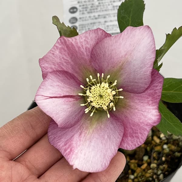 松村ナーセリーさんのクリスマスローズ：26-101シングル　ピンク系/4.5号ロングポット【現品販売】（咲き進み～開花終了株）