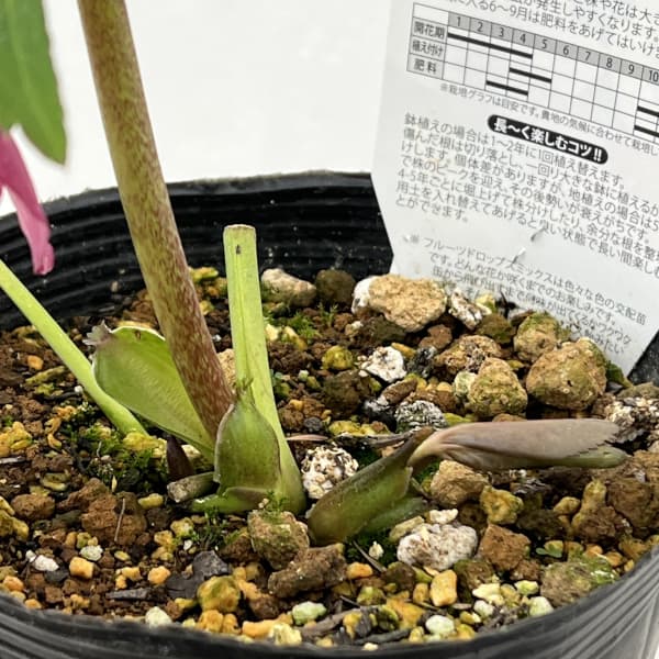 松村ナーセリーさんのクリスマスローズ：26-101シングル　ピンク系/4.5号ロングポット【現品販売】（咲き進み～開花終了株）