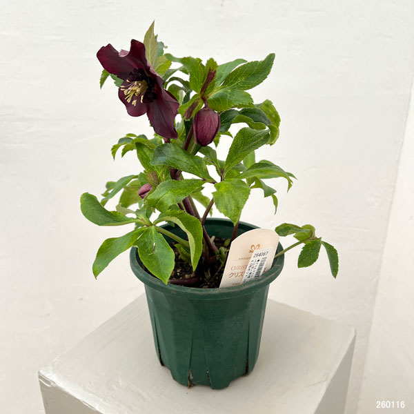 クリスマスローズ:ベルギー育種 セミダブルブラック26-01/4.5号ポット【現品販売】