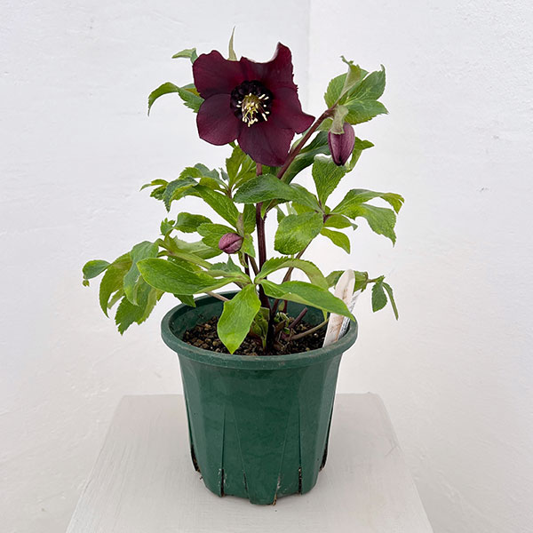 クリスマスローズ：ベルギー育種　セミダブルブラック26-01／4.5号ポット【現品販売】（開花～咲き進み株）