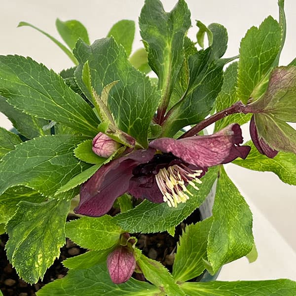 クリスマスローズ：ベルギー育種　セミダブルブラック26-01／4.5号ポット【現品販売】（開花～咲き進み株）