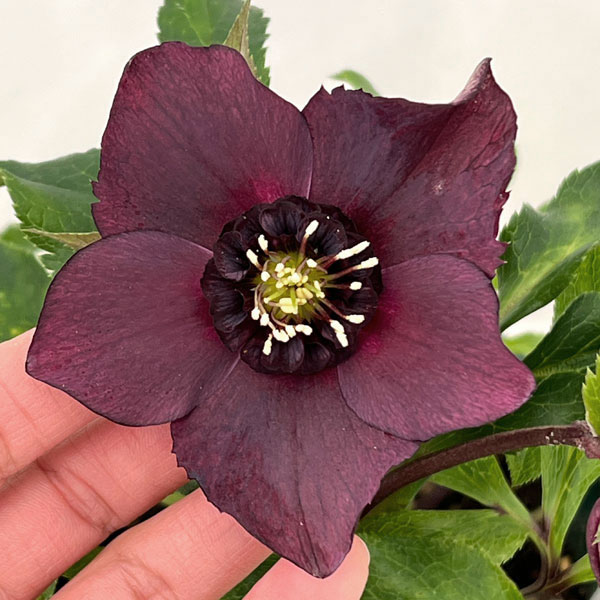 クリスマスローズ：ベルギー育種　セミダブルブラック26-01／4.5号ポット【現品販売】（開花～咲き進み株）