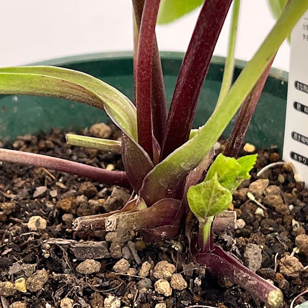 クリスマスローズ：ベルギー育種　セミダブルブラック26-01／4.5号ポット【現品販売】（開花～咲き進み株）