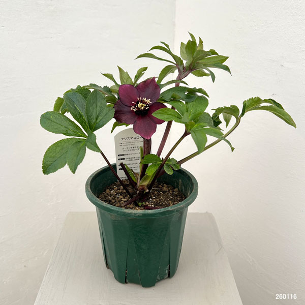 クリスマスローズ：ベルギー育種　セミダブルブラック26-02／4.5号ポット【現品販売】