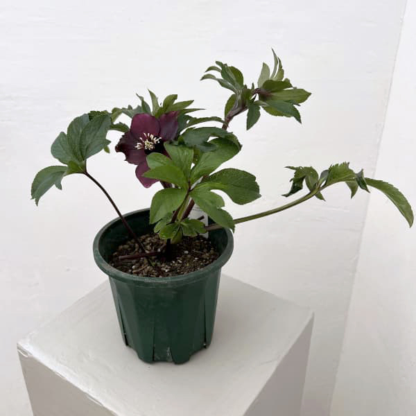 クリスマスローズ:ベルギー育種 セミダブルブラック26-02/4.5号ポット【現品販売】(開花~咲き進み株)