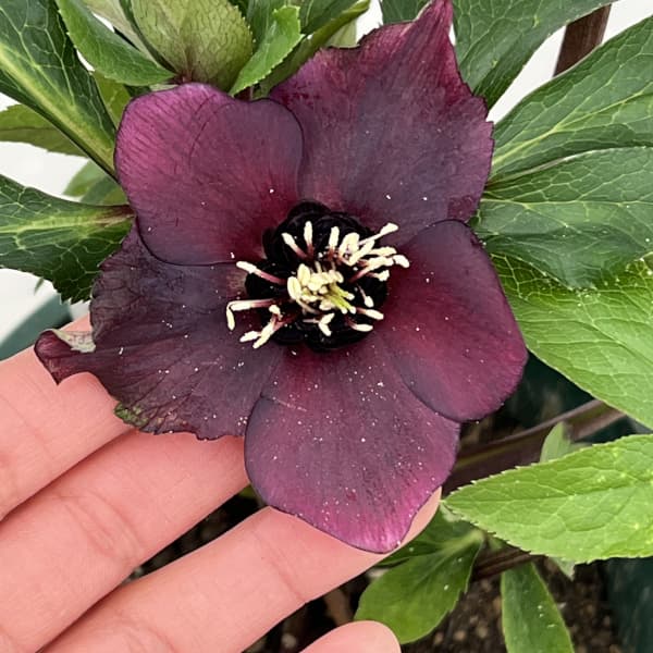 クリスマスローズ:ベルギー育種 セミダブルブラック26-02/4.5号ポット【現品販売】(開花~咲き進み株)