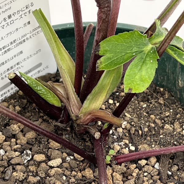 クリスマスローズ:ベルギー育種 セミダブルブラック26-02/4.5号ポット【現品販売】(開花~咲き進み株)