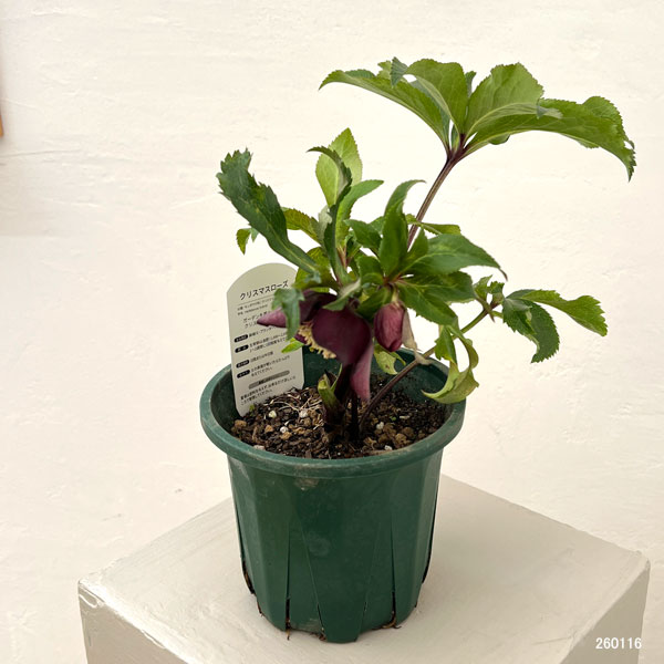 クリスマスローズ:ベルギー育種 セミダブルブラック26-03/4.5号ポット【現品販売】