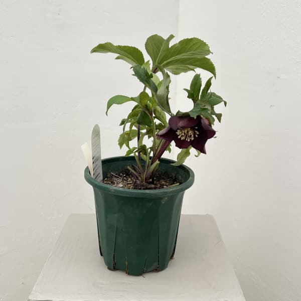 クリスマスローズ：ベルギー育種　セミダブルブラック26-03／4.5号ポット【現品販売】（開花～咲き進み株）