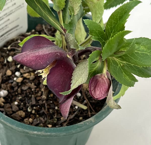 クリスマスローズ：ベルギー育種　セミダブルブラック26-03／4.5号ポット【現品販売】（開花～咲き進み株）